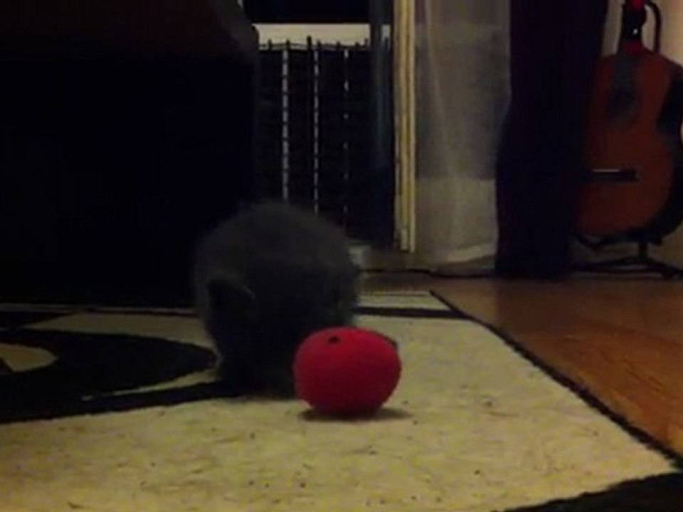 le matou s'amuse!!!