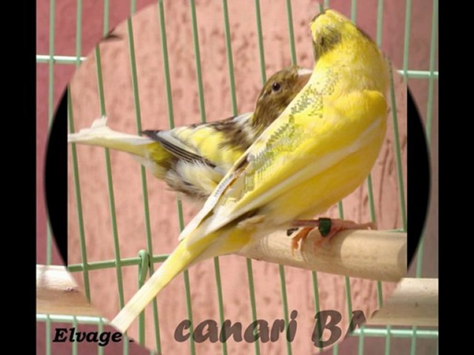 canari HD