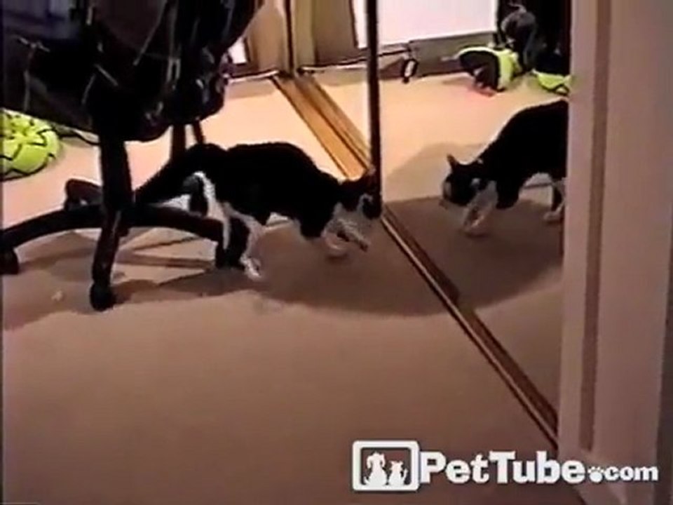 Karate Cat