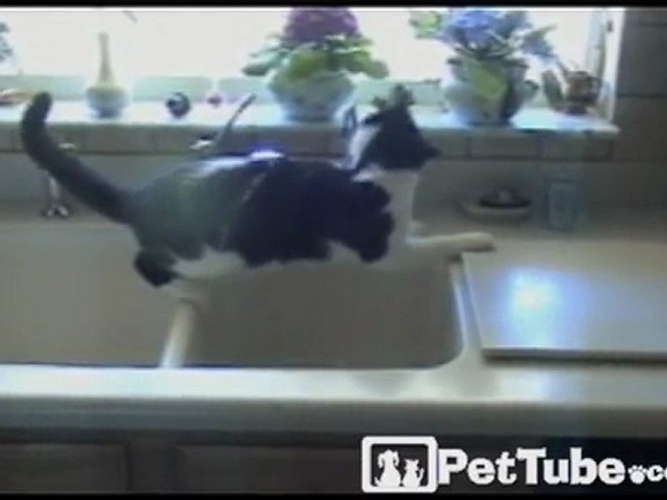 Drive-Thru Cat Wash