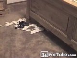 Ferret Stealing Underwear