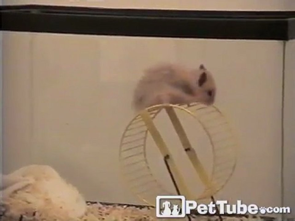 The Great Hamster Escape