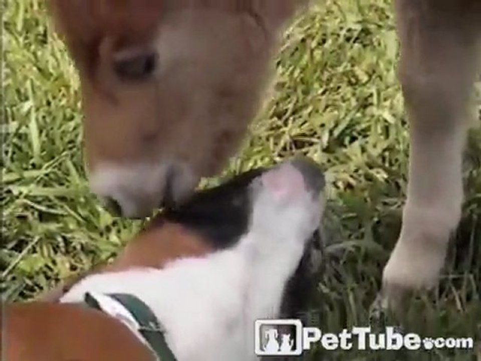 A Dog Horses Around