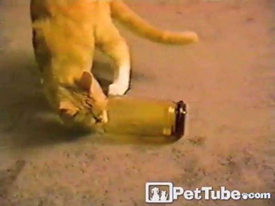 Kitty Licks Milk Until the Last Drop