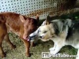Shepard Cleans a Calf