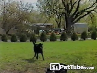 The Lazy Way to Play Fetch With Your Dog