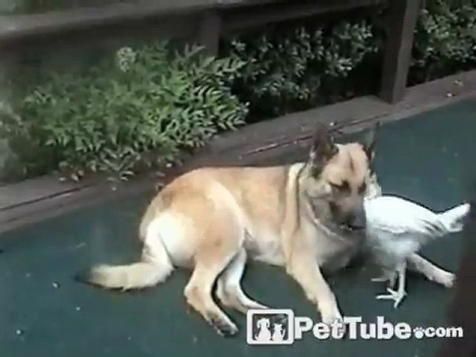 Turkey Scares Guard Dog
