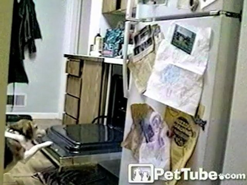 Sneaky Dog Gets a Snack