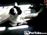 Cat Gives Back Rubs