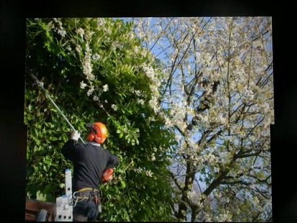 Saffron Walden Tree Care - Saffron Walden Arborist