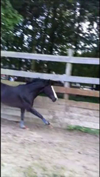 Piou oxer 1m20