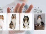 Collie Health Guide Website - For Your Collie Care