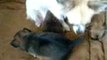 Les chiots âgés de trois semaines  -  Elevage du Mont des Canaillous  -  chihuahuas poils longs