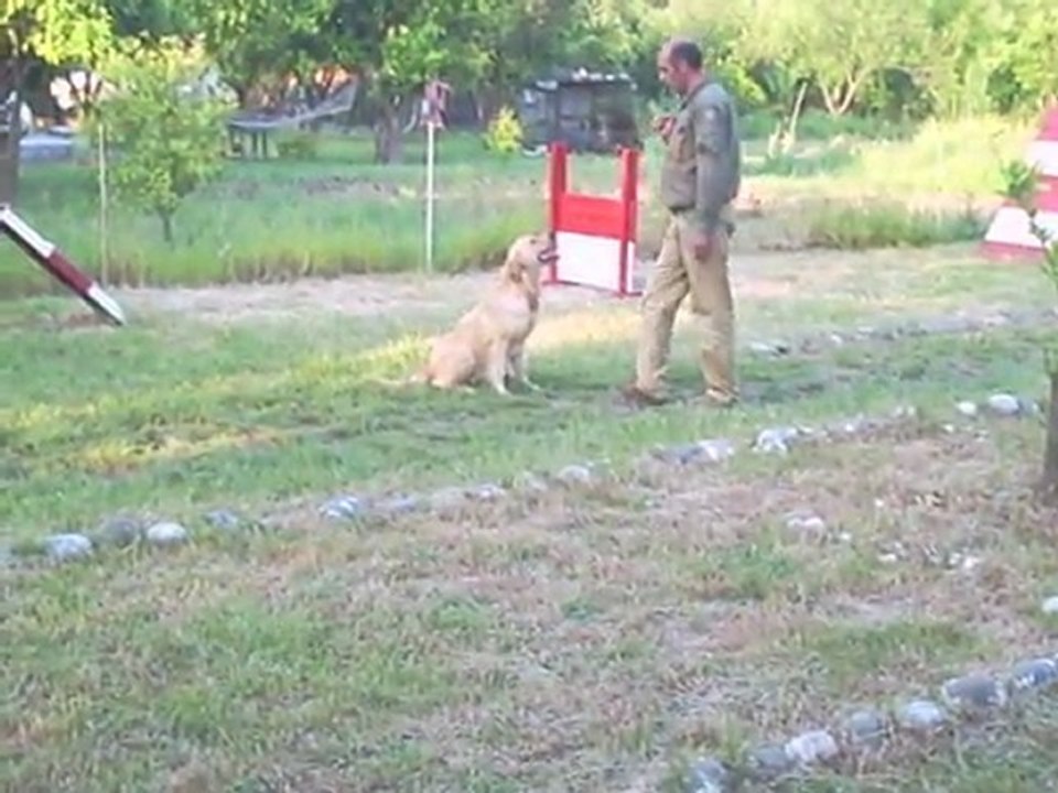 SATILIK GOLDEN RETRİEVER YAVRULARI MUĞLA 532 410 63 43