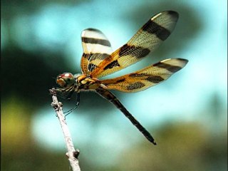 Porcelain Raft - Dragonfly
