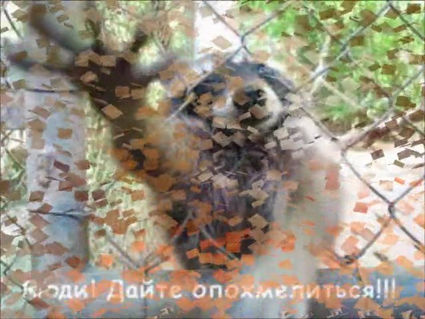 ⁣Наши смешные животные!