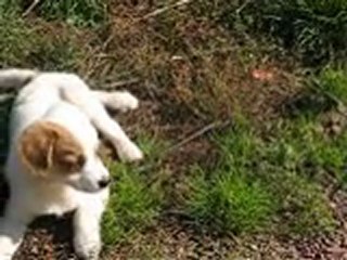 Fulga et Cachou (le chaton)