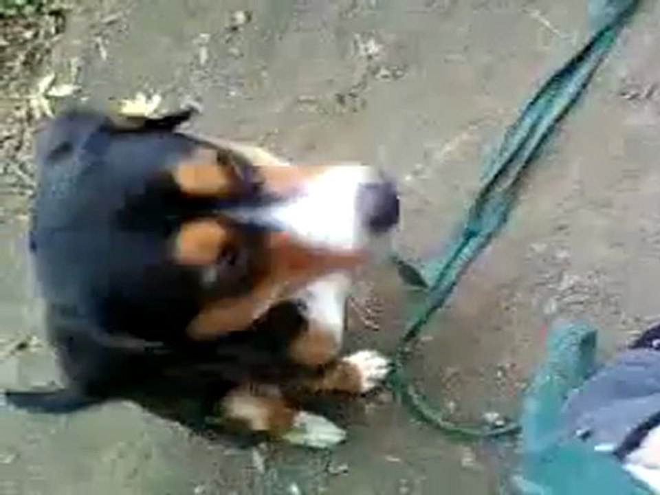au pied