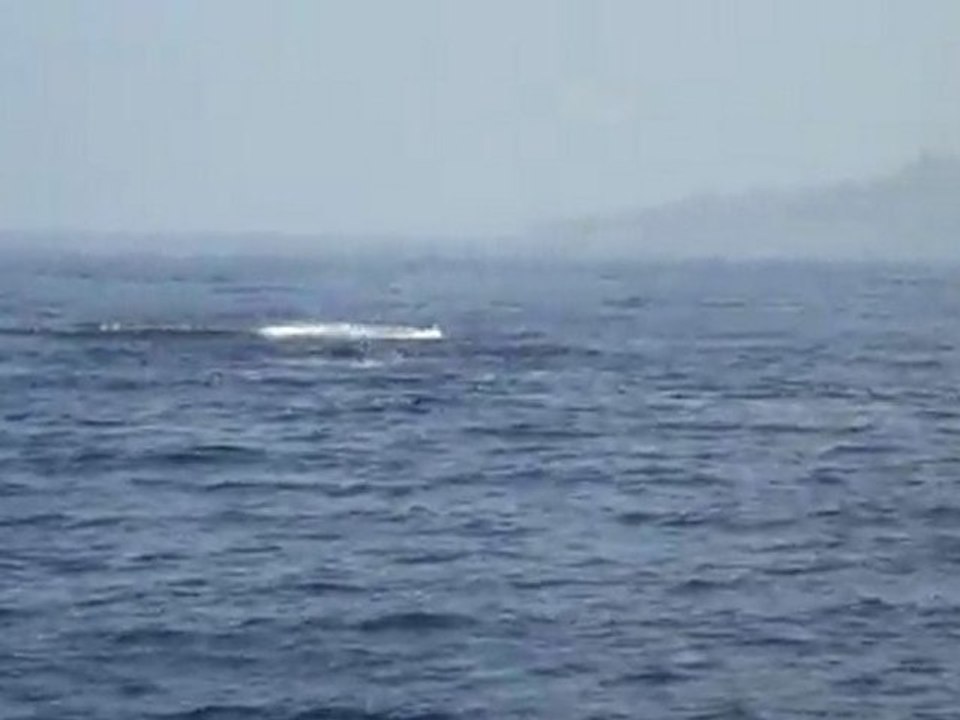 dauphins-sauts