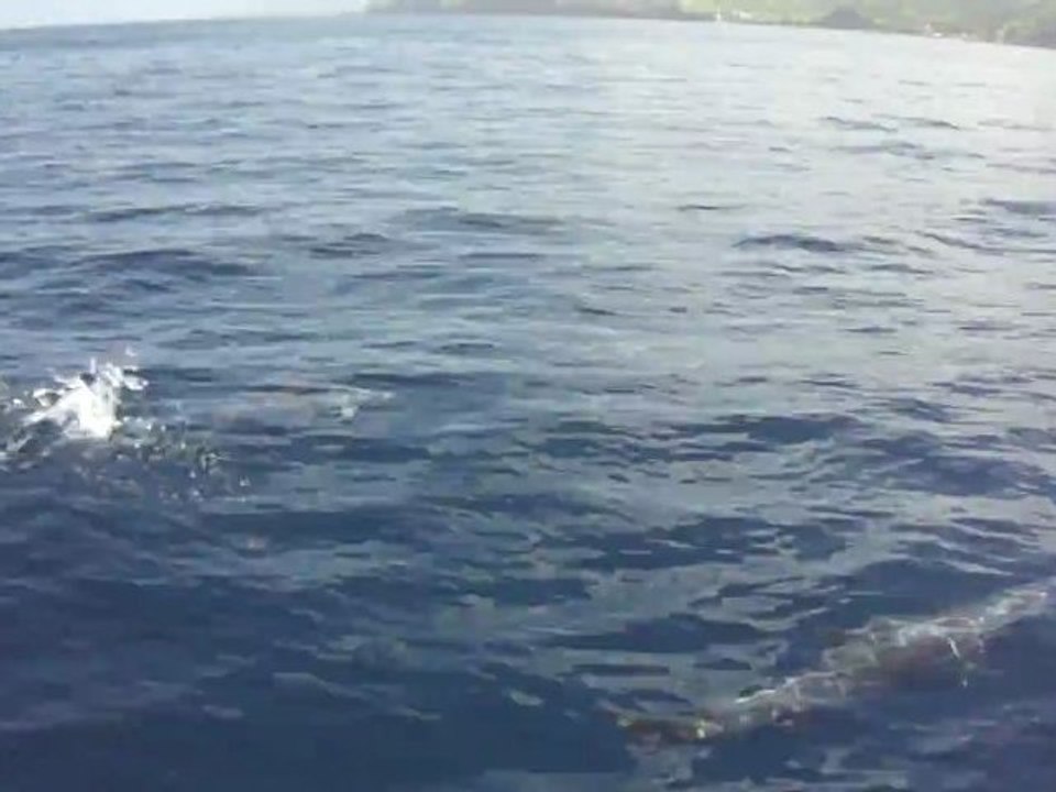 Dauphins de Fraser autour du bateau