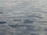 Banc de dauphins tachetés, au large de la Martinique