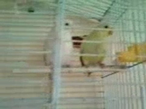 Perruche ondulée couple pas mal séparré ...