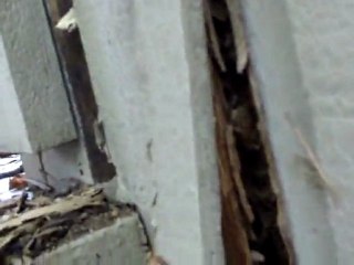 What Does Carpenter Ant Damage Look Like