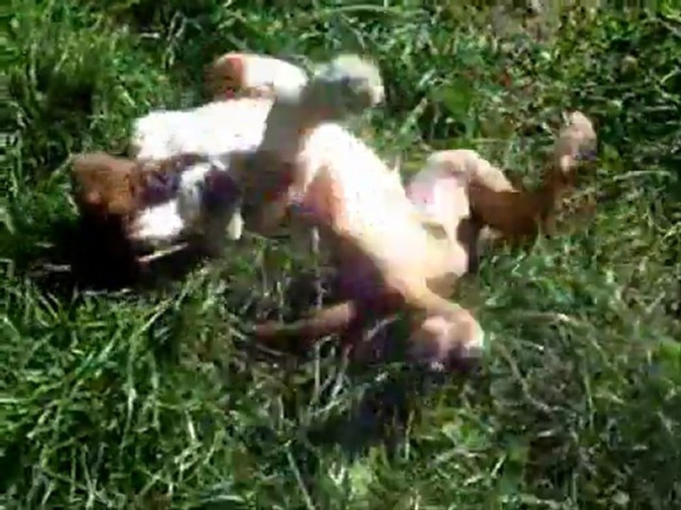 Les 4 cosaques des Steppes Perdues à 53 jours, 2011-09-20 (CHEYENNE de SAINT QUINIS X UCELLO du DOLON / Portée des "G" 2011)