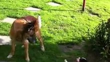 Pension "Au P'tit Chien"