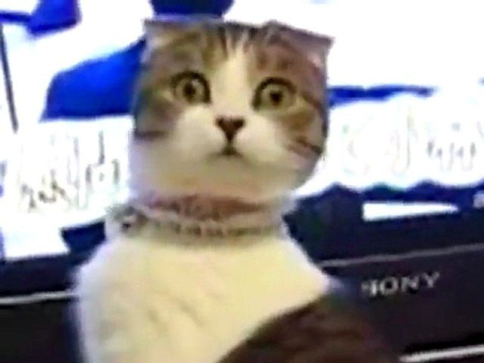 Dramatic cat is back