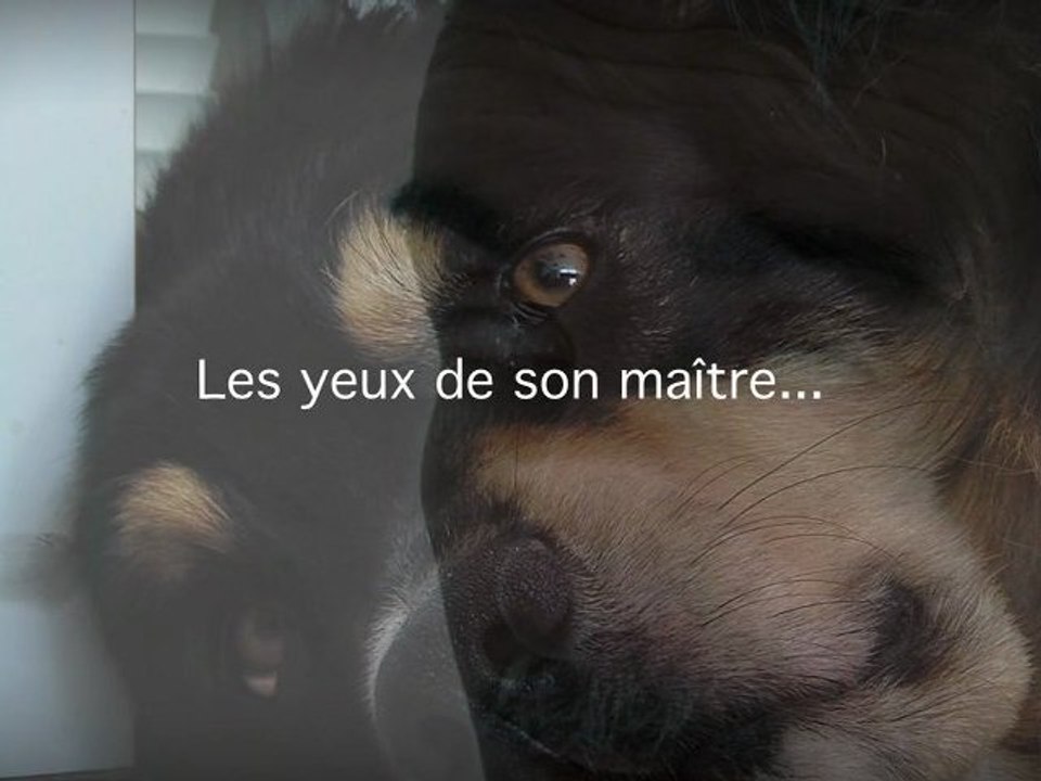 Les yeux de son maître