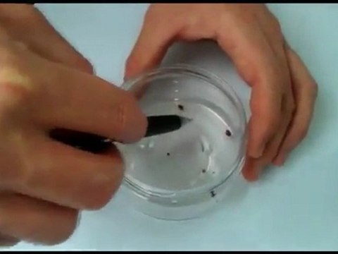 Bed Bug 911 100% Green Exterminator That Kills Bed Bugs On Contact