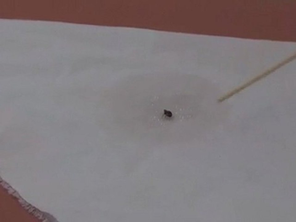 Bed Bug 911 Proven Bed Bug Killer On Contact