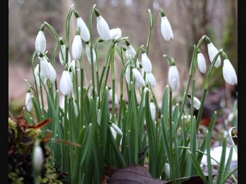 Pie Jesus - Gabriel Fauré