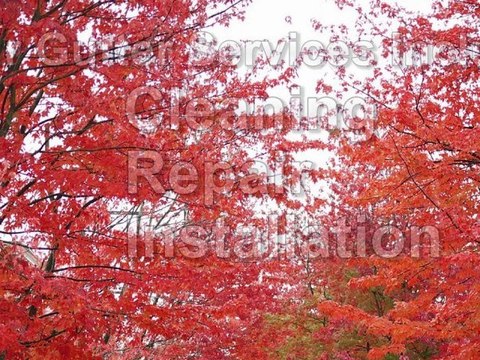 Gutter Cleaning Company in Berkeley