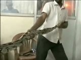 10-foot python captured by snake charmers