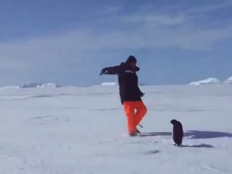 Pinguin
