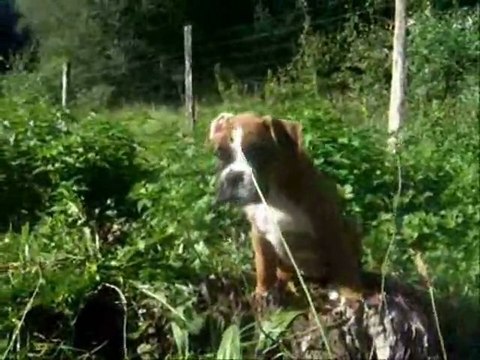 Geisha des Steppes Perdues à 54 jours, 2011-09-21 (CHEYENNE de SAINT QUINIS X UCELLO du DOLON / Portée des G 2011)