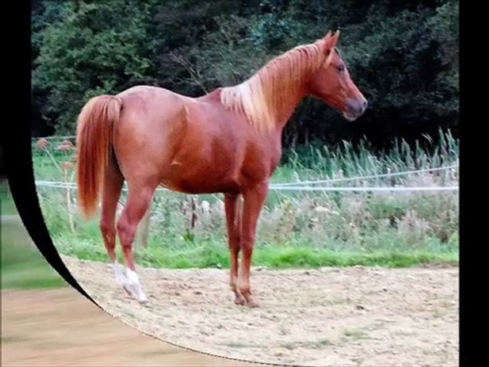 17mois VS 17ans Glad et Afstar (soir du 20 09 2011) 1an plus tard