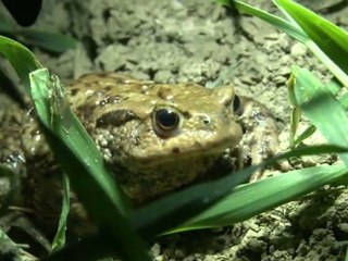 NOMADES TV RESPIRE SAUVONS LES CRAPAUDS