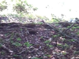 Promenade au grand air avec mes trois chats, 4