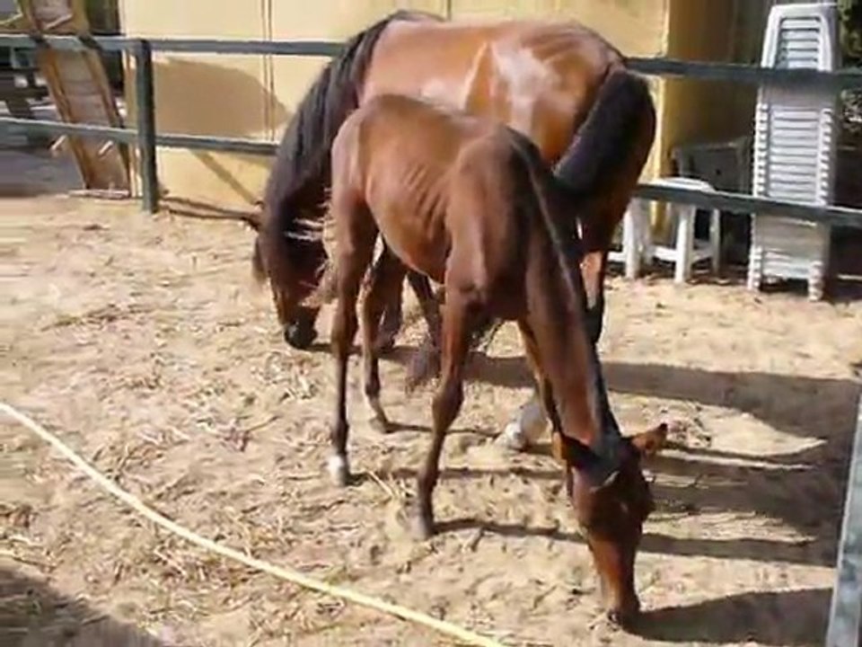 Poneys des Mogods