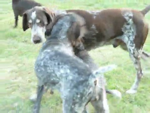 BRAQUE ALLEMAND DEUTSCH KURZHAAR Jeux bb et parents