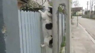 Fence-Climbing Dog