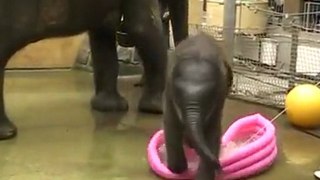 Baby Elephant Can't Figure Out Kiddie Pool