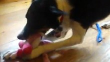 Mes loulou et leur peluche