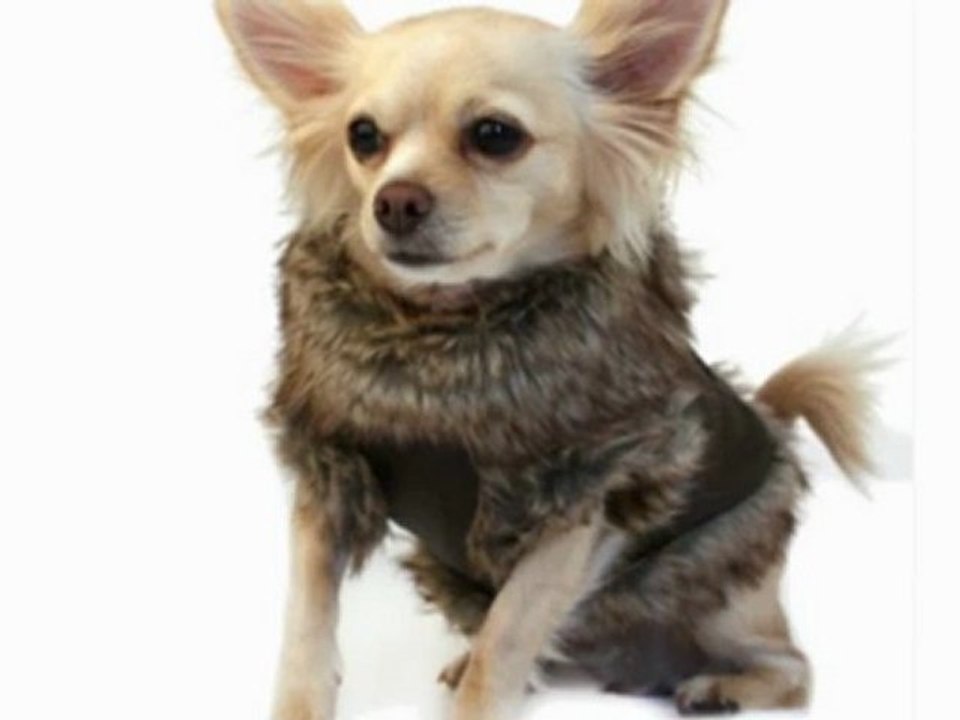 Chihuahua Coats at the Chihuahua Shop