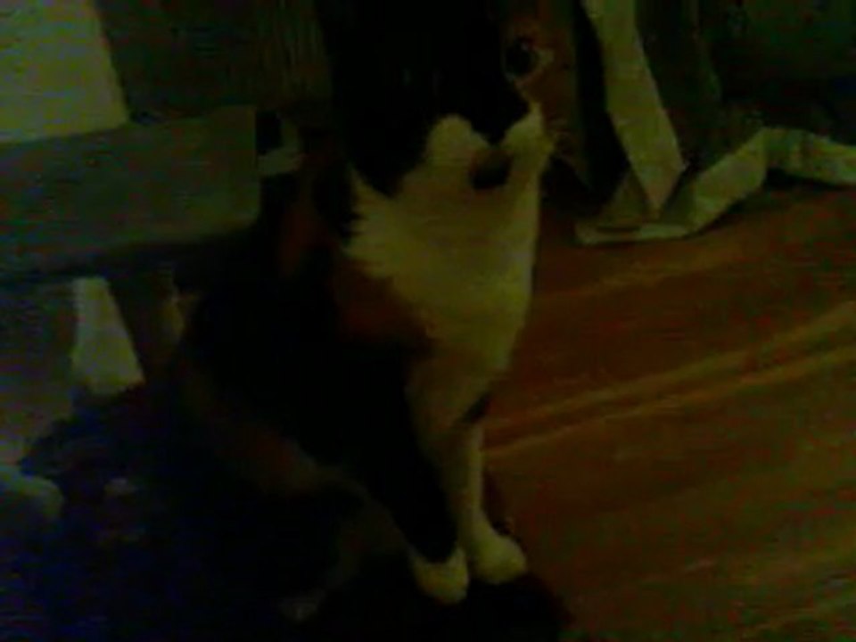 Mon chatglue, version miaulements rauques