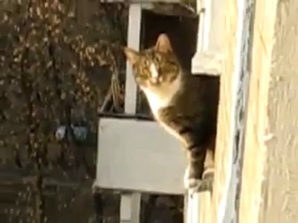 Awesome Parkour Cat