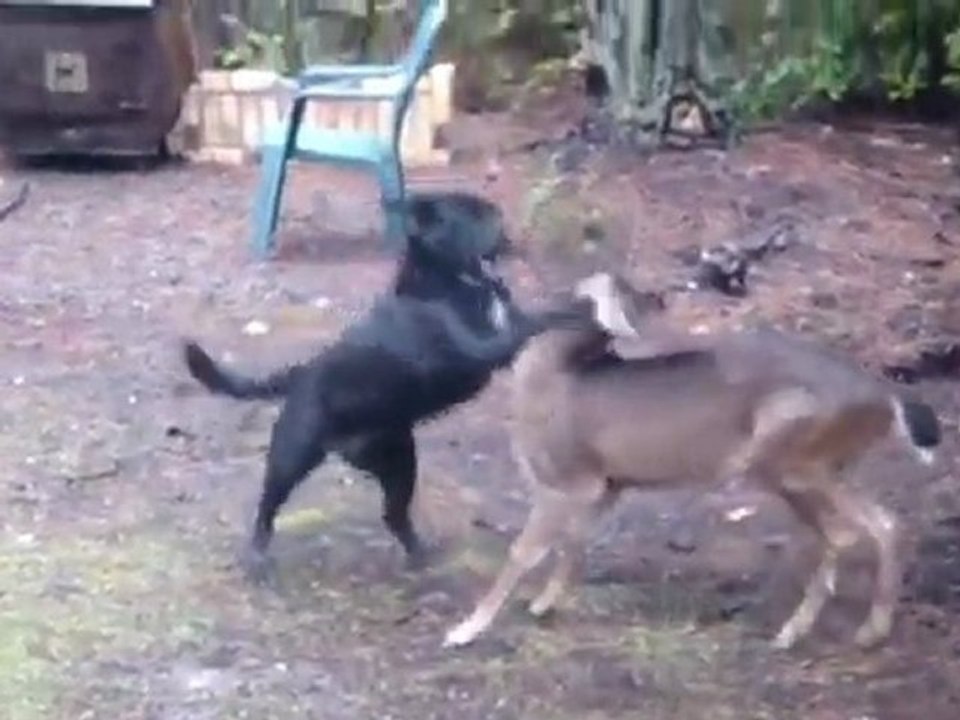 funny video